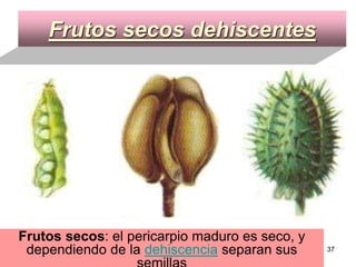 Frutos secos dehiscentes Frutos secos : el pericarpio maduro es seco, y dependiendo de la  dehiscencia  separan sus semillas 