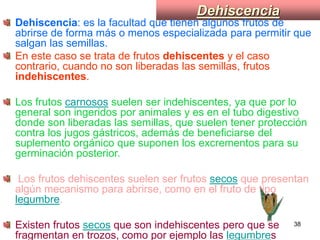 Dehiscencia Dehiscencia : es la facultad que tienen algunos frutos de abrirse de forma más o menos especializada para permitir que salgan las semillas. En este caso se trata de frutos  dehiscentes  y el caso contrario, cuando no son liberadas las semillas, frutos  indehiscentes .  Los frutos  carnosos  suelen ser indehiscentes, ya que por lo general son ingeridos por animales y es en el tubo digestivo donde son liberadas las semillas, que suelen tener protección contra los jugos gástricos, además de beneficiarse del suplemento orgánico que suponen los excrementos para su germinación posterior.   Los frutos dehiscentes suelen ser frutos  secos  que presentan algún mecanismo para abrirse, como en el fruto de tipo  legumbre . Existen frutos  secos  que son indehiscentes pero que se fragmentan en trozos, como por ejemplo las  legumbre s 