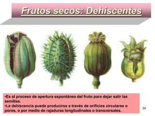Frutos secos: Dehiscentes Es el proceso de apertura espontánea del fruto para dejar salir las semillas.  La dehiscencia puede producirse a través de orificios circulares o poros, o por medio de rajaduras longitudinales o transversales . 