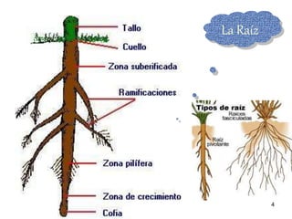 La Raíz                                                                              Partes de la Raíz 