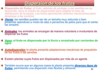 Dispersión de los frutos Dispersión de frutos : el fruto, además de proteger a las semillas en su desarrollo, tiene la misión de dispersarlas para ampliar el área de distribución de la planta. Los frutos aprovechan distintos mecanismos para desplazar a las semillas:   Viento : las semillas pueden ser de un tamaño muy reducido o bien presentar apéndices a modo de alas o penachos de pelos para que el viento las arrastre. Animales : los animales se encargan de manera voluntaria o involuntaria de dispersar los frutos Agua : el fruto es dispersado por la lluvia o arrastrado por corrientes de agua Autodispersión:  la planta presenta adaptaciones mecánicas de propulsión de los frutos o las semillas Existen plantas cuyos frutos son dispersados por más de un agente  También ocurre que en algunos casos la planta presenta  diversos tipos de frutos , permitiendo una dispersión más flexible y eficiente.  