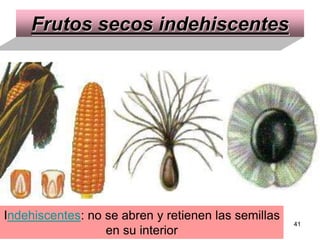 Frutos secos indehiscentes I ndehiscentes : no se abren y retienen las semillas en su interior 