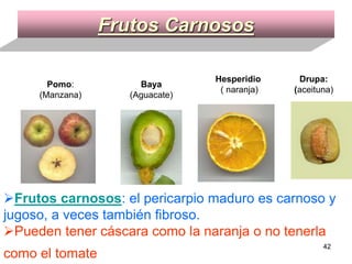 Frutos Carnosos Frutos carnosos : el pericarpio maduro es carnoso y jugoso, a veces también fibroso. Pueden tener cáscara como la naranja o no tenerla como el tomate   Polidrupa Conocarpo Poliaquenio                                                                                                                                                                                                                                                                                                   Drupa: ( aceituna) Hesperidio ( naranja) Baya  (Aguacate) Pomo :  (Manzana) 