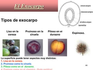 El Exocarpo La superficie puede tener aspectos muy distintos: 1. Lisa en la  cereza.     2. Pruinosa como la  ciruela. 3. Pilosa como en el  durazno. 4.  Espinas como en el  chamico. (fruto exótico)                                                                                                                                                Espinoso . Piloso en el durazno Pruinoso en la ciruela   Liso en la cereza  Tipos de exocarpo   