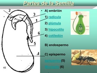 Partes de la Semilla A) embrión 1)  radícula 2)  plúmula 3)  hipocotilo 4)  cotiledón B) endospermo C) epispermo epispermo (5) Micrópilo  (6)   45 