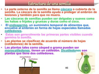 Estructura de una semilla La parte externa de la semilla se llama  cáscara  o cubierta de la semilla. La cáscara de la semilla ayuda a proteger al embrión de lesiones y también para que no muera.   Las cáscaras de semillas pueden ser delgadas y suaves como las habas o frijoles y gruesas y duras como el coco. El  endospermo , un suministro temporal de alimentos que, envuelve al embrión en forma de hojas especiales llamadas  cotiledones . Éstas son generalmente las primeras partes visibles cuando germina la semilla.   Las plantas se clasifican de acuerdo al número de hojas (cotiledones) de la semilla.   Las plantas tales como césped o grama pueden ser  monocotiledones , tienen un cotiledón.  Dicotiledones  son plantas que tiene dos cotiledones. 46 