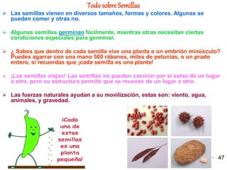 Todo sobre Semillas   Las semillas vienen en diversos tamaños, formas y colores. Algunas se pueden comer y otras no. Algunas semillas  germinan  fácilmente, mientras otras necesitan ciertas condiciones especiales para germinar.   ¿ Sabes que dentro de cada semilla vive una planta o un embrión minúsculo? Puedes agarrar con una mano 500 rábanos, miles de petunias, o un prado entero, si recuerdas que ¡cada semilla es una planta!  ¡Las semillas viajan! Las semillas no pueden caminar por sí solas de un lugar a otro, pero su estructura permite que se muevan de un lugar a otro.   Las fuerzas naturales ayudan a su movilización, estas son: viento, agua, animales, y gravedad.  47 