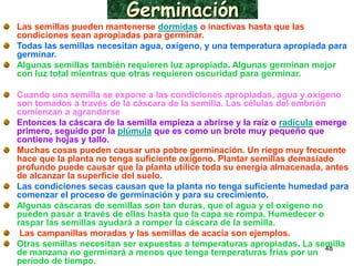 Germinación Las semillas pueden mantenerse  dormidas  o inactivas hasta que las condiciones sean apropiadas para germinar. Todas las semillas necesitan agua, oxígeno, y una temperatura apropiada para germinar. Algunas semillas también requieren luz apropiada. Algunas germinan mejor con luz total mientras que otras requieren oscuridad para germinar.  Cuando una semilla se expone a las condiciones apropiadas, agua y oxígeno son tomados a través de la cáscara de la semilla. Las células del embrión comienzan a agrandarse Entonces la cáscara de la semilla empieza a abrirse y la raíz o  radícula  emerge primero, seguido por la  plúmula  que es como un brote muy pequeño que contiene hojas y tallo.   Muchas cosas pueden causar una pobre germinación. Un riego muy frecuente hace que la planta no tenga suficiente oxígeno. Plantar semillas demasiado profundo puede causar que la planta utilice toda su energía almacenada, antes de alcanzar la superficie del suelo.  Las condiciones secas causan que la planta no tenga suficiente humedad para comenzar el proceso de germinación y para su crecimiento.  Algunas cáscaras de semillas son tan duras, que el agua y el oxígeno no pueden pasar a través de ellas hasta que la capa se rompa. Humedecer o raspar las semillas ayudará a romper la cáscara de la semilla. Las campanillas moradas y las semillas de acacia son ejemplos.   Otras semillas necesitan ser expuestas a temperaturas apropiadas. La semilla de manzana no germinará a menos que tenga temperaturas frías por un período de tiempo.  