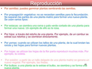 Reproducción Por semillas: puedes germinar plantas sembrando las semillas.   Por propagación vegetativa: no se necesitan semillas para la fecundación. Se separan las partes de una planta matriz para formar una nueva planta. Se usan varios tipos: Por estacas: se siembra una rama o palo verde cortado de una planta para formar una nueva. Un ejemplo de ello es la rosa. Por hijos: a través del retoño de una planta. Por ejemplo, de un cambur se extrae sus retoños y se siembran directamente. Por yemas: cuando se utilizan los tallos de una planta, de la cual brotan las raíces y las hojas para formar nuevas plantas.  Por hojas: se utilizan las hojas de la flor parta reproducir muchas más. Por ejemplo, la violeta. Por estolón: a partir de un tallo delgado de una planta matriz se genera un nuevo vegetal. Por ejemplo, las fresas. Por bulbos: a una planta se le extrae el bulbo, se siembra y se forma una nueva planta.   