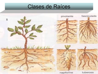 Clases de Raíces 5 