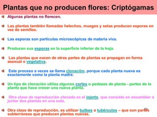 Plantas que no producen flores: Criptógamas Algunas plantas no florecen.   Las plantas también llamadas helechos, musgos y setas producen esporas en vez de semillas.  Las esporas son partículas microscópicas de materia viva.   Producen sus  esporas  en la superficie inferior de la hoja. Las plantas que nacen de otras partes de plantas se propagan en forma asexual o  vegetativa . Este proceso a veces se llama  clonación , porque cada planta nueva es exactamente como la planta madre.  Un tipo de clonación utiliza algunos  cortes  o pedazos de planta - partes de la planta que hace crecer una nueva planta.   Otra clase de reproducción clonada es el  injerto , que consiste en ensamblar o juntar dos plantas en una sola.  Otra clase de reproducción, es utilizar  bulbos  o  tubérculos  – que son partes subterráneas que producen plantas nuevas. 
