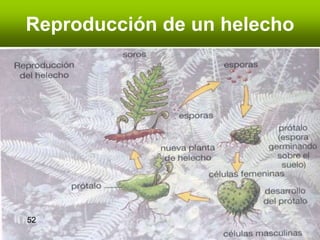 Reproducción de un helecho 52 