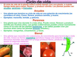 Ciclo de vida El ciclo de vida de la planta indica cuánto tiempo vive una planta, o cuánto tiempo tarda para crecer, florecer, y producir semilla. Las plantas pueden ser  anuales ,  perennes , o  bianuales . Anuales Una planta que termina su ciclo de vida en una estación de crecimiento (se considera un año). Crece, florece, produce semilla, y muere.  Ejemplos: maravilla, tomate, y petunia.  Perennes Una planta que vive durante 3 o más años. Puede crecer, florecer y producir semilla por muchos años. Las partes subterráneas pueden crecer nuevamente como en el caso de las plantas  herbáceas , o los tallos pueden vivir por muchos años como las plantas  leñosas  (árboles.)  Ejemplos: margaritas, crisantemos, y rosas.   Bienal Una planta que necesita dos estaciones de crecimiento para terminar su ciclo de vida. Crece en forma  vegetativa  (produce hojas) una estación,  duerme  o descansa durante una estación y luego produce flores, produce semilla, y muere la segunda estación.  Ejemplos: perejil, zanahoria 