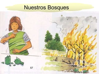 Nuestros Bosques 57 