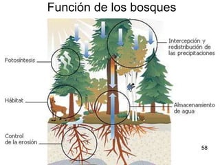 Función de los bosques 58 