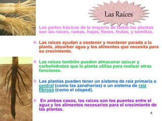 Las Raíces Las partes básicas de la mayoría de todas las plantas son las raíces, ramas, hojas, flores, frutas, y semillas.   Las raíces ayudan a sostener y mantener parada a la planta, absorber agua y los alimentos que necesita para su crecimiento.  Las raíces también pueden almacenar azúcar y carbohidratos que la planta utiliza para realizar otras funciones.   Las plantas pueden tener un sistema de raíz primaria o  central  (como las zanahorias) o un sistema de  raíz fibrosa  (como el césped). En ambos casos, las raíces son los puentes entre el agua y los alimentos necesarios para el crecimiento de las plantas.   