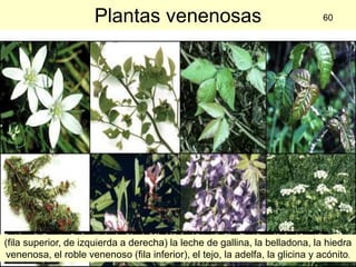 Plantas venenosas (fila superior, de izquierda a derecha) la leche de gallina, la belladona, la hiedra venenosa, el roble venenoso (fila inferior), el tejo, la adelfa, la glicina y acónito . 60 