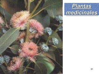 Plantas medicinales PLantas Medicinales 