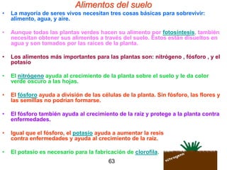 Alimentos del suelo   La mayoría de seres vivos necesitan tres cosas básicas para sobrevivir: alimento, agua, y aire.   Aunque todas las plantas verdes hacen su alimento por  fotosíntesis , también necesitan obtener sus alimentos a través del suelo. Éstos están disueltos en agua y son tomados por las raíces de la planta. Los alimentos más importantes para las plantas son: nitrógeno , fósforo , y el potasio  El  nitrógeno  ayuda al crecimiento de la planta sobre el suelo y le da color verde oscuro a las hojas.  El  fósforo  ayuda a división de las células de la planta. Sin fósforo, las flores y las semillas no podrían formarse. El fósforo también ayuda al crecimiento de la raíz y protege a la planta contra enfermedades.  Igual que el fósforo, el  potasio  ayuda a aumentar la resistencia de la planta contra enfermedades y ayuda al crecimiento de la raíz.  El potasio es necesario para la fabricación de  clorofila .   63 