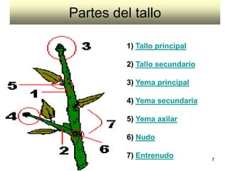 Partes del tallo 1)  Tallo principal   2)  Tallo secundario 3)  Yema principal 4)  Yema secundaria 5)  Yema  axilar 6)  Nudo 7)  Entrenudo   