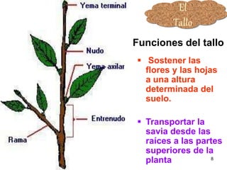El  Tallo Sostener las flores y las hojas a una altura determinada del suelo. Transportar la savia desde las raíces a las partes superiores de la planta Funciones del tallo                                                                     Partes del Tallo 