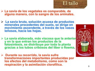 El tallo La savia de los vegetales es comparable, de alguna manera, con la sangre de los animales. La savia bruta, solución acuosa de productos minerales procedentes del suelo, se dirige en movimiento ascendente, a través de los vasos leñosos, hacia las hojas.   La savia elaborada, más viscosa que la anterior, y en la que entran los productos de la fotosíntesis, se distribuye por toda la planta gracias a los tubos cribosos del líber o floema . Durante su recorrido, la savia sufre transformaciones importantes producidas por los efectos del metabolismo, como son la respiración y la asimilación clorofílica.   