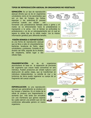 TIPOS DE REPRODUCCIÓN ASEXUAL EN ORGANISMOS NO VEGETALES
GEMACIÓN: Es un tipo de reproducción
asexual directa que se da en organismos
unicelulares como en los ascomicetos que
son un tipo de hongos, las hidras,
esponjas y las anémonas. El proceso
comienza cuando sus células van
formando una protuberancia llamada yema o gema y el
núcleo se va direccionando hacia la protuberancia e
ingresando a la yema. Con el tiempo se profundiza la
protuberancia y se da un estrangulamiento por el cual se
separa la célula hija de la célula madre con la misma
información genética pero diferente tamaño.
FISIÓN BINARIA O BIPARTICIÓN:
es una forma de reproducción asexual
que se lleva a cabo en arqueobacterias,
bacterias, levaduras de fisión, algas
unicelulares y protozoos. Consiste en la
división del ADN, seguida de la división
del citoplasma, dando lugar a dos
células hijas.
FRAGMENTACIÓN: se da en organismos
pluricelulares se basa en la separación de porciones
del organismo que crecen hasta convertirse en otro
individuo. Pueden producirse por simple ruptura o por
destrucción de partes viejas, que se transforman en
individuos independientes. La estrella de mar y las
lombrices de tierra puede regenerar su cuerpo de un
fragmento del cuerpo original.
ESPORULACION: es una reproducción
asexual que generalmente se produce en
los hongos y helechos. En el núcleo de la
célula se produce una fragmentación y
aumenta que más tarde son envueltas
con una membrana que genera esporas
las cuales ejercen una presión que con las
condiciones adecuadas genera un nuevo
organismo.
 