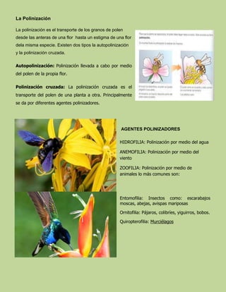 La Polinización
La polinización es el transporte de los granos de polen
desde las anteras de una flor hasta un estigma de una flor
dela misma especie. Existen dos tipos la autopolinización
y la polinización cruzada.
Autopolinización: Polinización llevada a cabo por medio
del polen de la propia flor.
Polinización cruzada: La polinización cruzada es el
transporte del polen de una planta a otra. Principalmente
se da por diferentes agentes polinizadores.
AGENTES POLINIZADORES
HIDROFILIA: Polinización por medio del agua
ANEMOFILIA: Polinización por medio del
viento
ZOOFILIA: Polinización por medio de
animales lo más comunes son:
Entomofilia: Insectos como: escarabajos
moscas, abejas, avispas mariposas
Ornitofilia: Pájaros, colibríes, yiguirros, bobos.
Quiropterofilia: Murciélagos
 