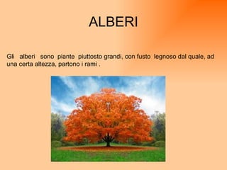ALBERI Gli  alberi  sono  piante  piuttosto grandi, con fusto  legnoso dal quale, ad una certa altezza, partono i rami . 