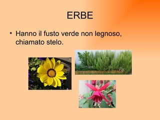 ERBE Hanno il fusto verde non legnoso, chiamato stelo. 