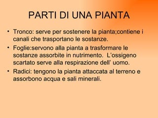 PARTI DI UNA PIANTA Tronco: serve per sostenere la pianta;contiene i canali che trasportano le sostanze. Foglie:servono alla pianta a trasformare le sostanze assorbite in nutrimento.  L’ossigeno scartato serve alla respirazione dell’ uomo.  Radici: tengono la pianta attaccata al terreno e assorbono acqua e sali minerali. 