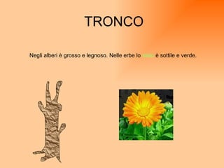 TRONCO Negli alberi è grosso e legnoso. Nelle erbe lo   stelo  è sottile e verde. 