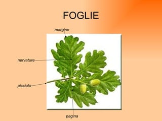 FOGLIE picciolo nervature margine pagina 