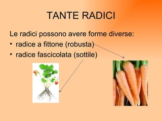 TANTE RADICI Le radici possono avere forme diverse:  radice a fittone (robusta)  radice fascicolata (sottile)  