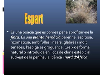  És una poàcia que es conrea per a aprofitar-ne la
fibra. És una planta herbàcia perenne, espitosa,
rizomatosa, amb fulles linears, glabres i molt
tenaces, l'espiga és groguenca. Creix de forma
natural o introduïda en llocs de clima estèpic al
sud-est de la península Ibèrica i nord d'Àfrica
 