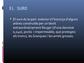 EL SURO
 El suro és la part exterior d l’escorça d’alguns
arbres construïda per un teixit
extraordinàriament lleuger (d’una densitat
0,240), porós i impermeable, que protegeix
els troncs, les branques i les arrels grosses.
 