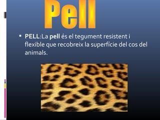  PELL:La pell és el tegument resistent i 
flexible que recobreix la superfície del cos del 
animals.
 