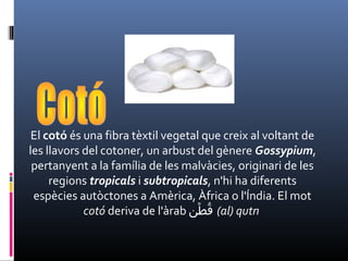 El cotó és una fibra tèxtil vegetal que creix al voltant de
les llavors del cotoner, un arbust del gènere Gossypium,
pertanyent a la família de les malvàcies, originari de les
regions tropicals i subtropicals, n'hi ha diferents
espècies autòctones a Amèrica, Àfrica o l'Índia. El mot
cotó deriva de l'àrab ‫ط ن‬ْ‫ ن‬ ‫ق‬ُ (al) qutn
 