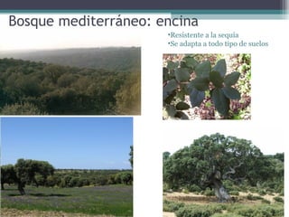 Bosque mediterráneo: encina
•Resistente a la sequía
•Se adapta a todo tipo de suelos

 