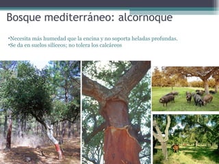 Bosque mediterráneo: alcornoque
•Necesita más humedad que la encina y no soporta heladas profundas.
•Se da en suelos silíceos; no tolera los calcáreos

 
