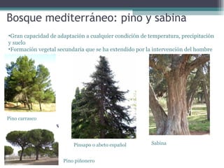 Bosque mediterráneo: pino y sabina
•Gran capacidad de adaptación a cualquier condición de temperatura, precipitación
y suelo
•Formación vegetal secundaria que se ha extendido por la intervención del hombre

Pino carrasco

Pinsapo o abeto español
Pino piñonero

Sabina

 