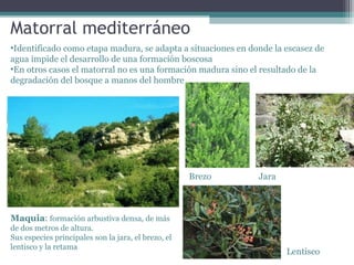 Matorral mediterráneo
•Identificado como etapa madura, se adapta a situaciones en donde la escasez de
agua impide el desarrollo de una formación boscosa
•En otros casos el matorral no es una formación madura sino el resultado de la
degradación del bosque a manos del hombre

Brezo

Jara

Maquia: formación arbustiva densa, de más
de dos metros de altura.
Sus especies principales son la jara, el brezo, el
lentisco y la retama

Lentisco

 