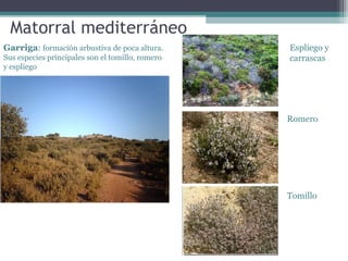 Matorral mediterráneo
Garriga: formación arbustiva de poca altura.
Sus especies principales son el tomillo, romero
y espliego

Espliego y
carrascas

Romero

Tomillo

 