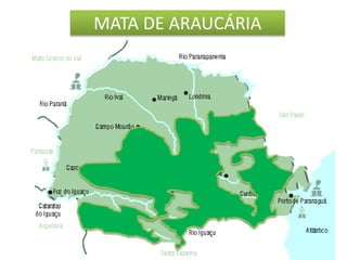 MATA DE ARAUCÁRIA 
 