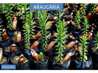 ARAUCÁRIA 
ARAUCÁRIA 
 