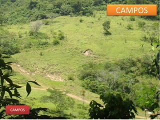 CAMPOS 
CAMPOS 
 