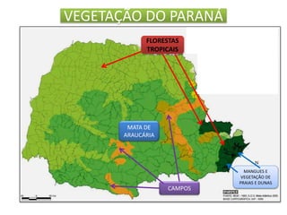 VEGETAÇÃO DO PARANÁ 
FLORESTAS 
TROPICAIS 
CAMPOS 
MATA DE 
ARAUCÁRIA 
MANGUES E 
VEGETAÇÃO DE 
PRAIAS E DUNAS 
 