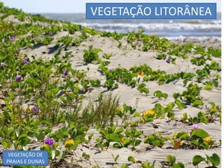 VEGETAÇÃO LITORÂNEA 
VEGETAÇÃO DE 
PRAIAS E DUNAS 
 