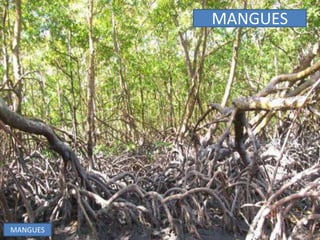 MANGUES 
MANGUES 
 