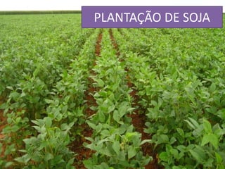 PLANTAÇÃO DE SOJA 
 